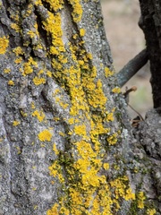 Xanthomendoza fallax