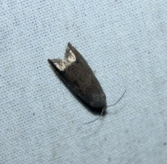Epiblema strenuana