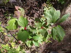 Viburnum edule