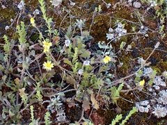Goodenia pusilliflora