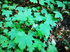 Acer pseudoplatanus