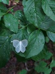 Campaea perlata