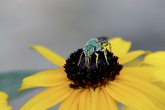 Agapostemon texanus