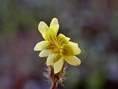 Goodenia pusilliflora