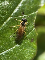 Athalia cordata