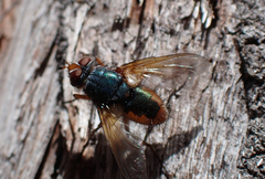 Tachininae