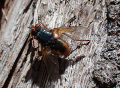 Tachininae