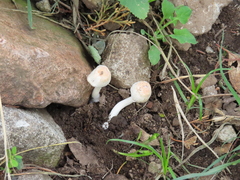 Leucoagaricus rubrotinctus