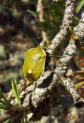 Chlorochroa juniperina