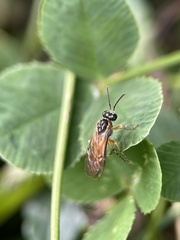 Athalia cordata