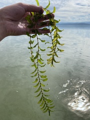 Potamogeton perfoliatus