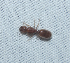 Pheidole bicarinata