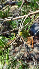 Chlorochroa juniperina