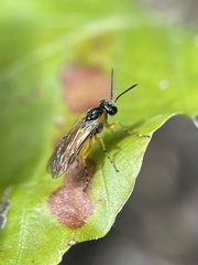 Athalia cordata