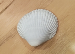 Lunarca ovalis