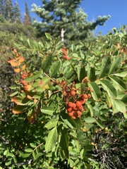 Sorbus scopulina