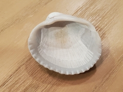 Lunarca ovalis