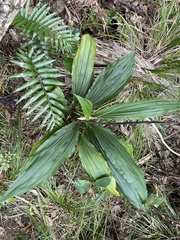 Calanthe triplicata