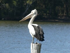 Pelecanus conspicillatus