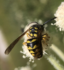 Dolichovespula arenaria