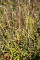 Agrimonia striata