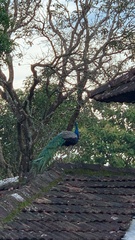 Pavo cristatus