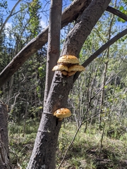 Pholiota