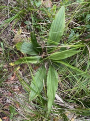 Calanthe triplicata