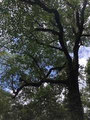 Sassafras randaiense