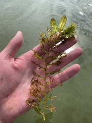 Potamogeton crispus