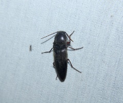 Megapenthes insignis