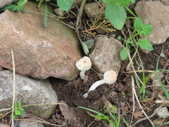 Leucoagaricus rubrotinctus