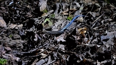 Plestiodon fasciatus