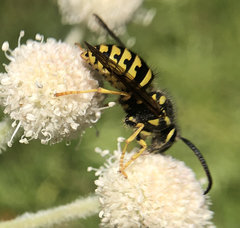 Dolichovespula arenaria