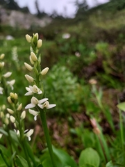 Platanthera