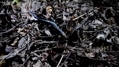 Plestiodon fasciatus