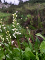 Platanthera