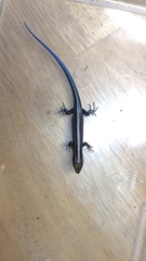 Plestiodon fasciatus