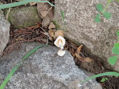 Leucoagaricus rubrotinctus