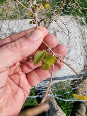 Ileostylus micranthus