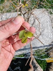 Ileostylus micranthus