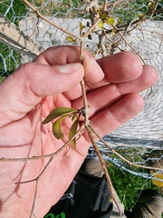 Ileostylus micranthus