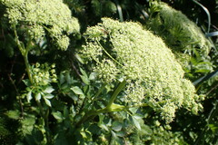 Angelica lucida