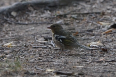 Fringilla coelebs