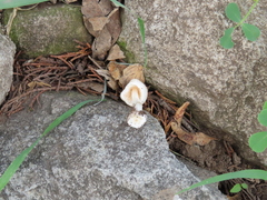 Leucoagaricus rubrotinctus