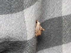 Euwilemania angulata