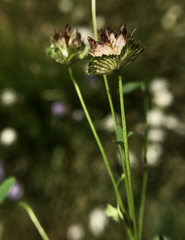 Trifolium