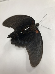 Papilio memnon heronus