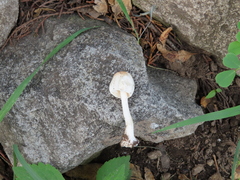Leucoagaricus rubrotinctus