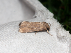 Spodoptera pecten